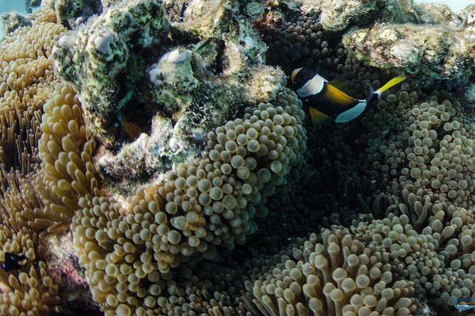 Muiron Island Diving Tour - From the 7:30 am meeting point to the reef
