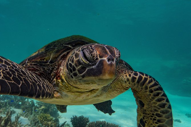 Muiron Island Diving Tour - Marine life, coral, and realistic expectations