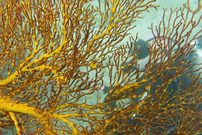Muiron Island Diving Tour - Lunch, snacks, and a long day on the boat
