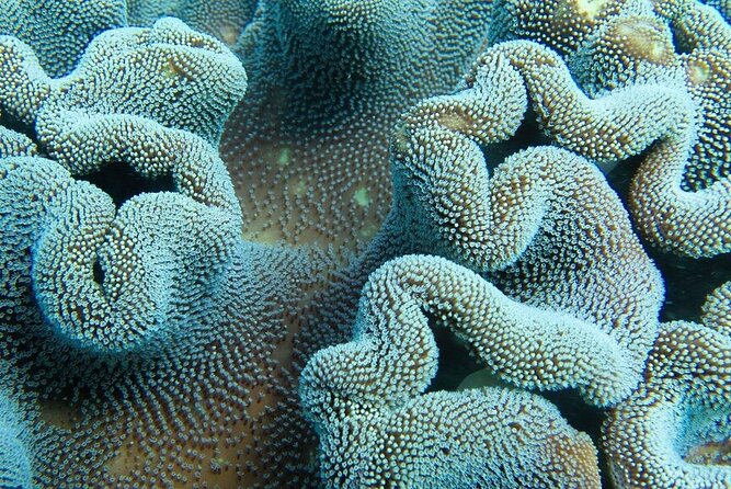 Muiron Island Diving Tour - Is the A$213.57 price good value?