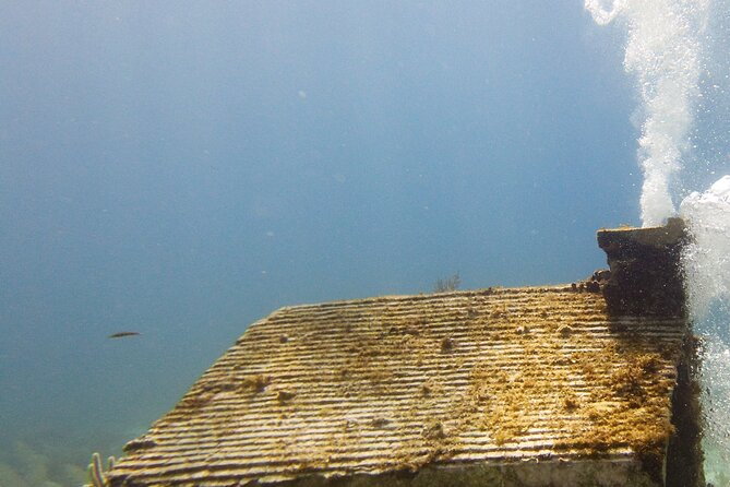 MUSA Museum and Colorful Reef 2 Tank Dive-Certified Divers - Marine life to watch for at both sites