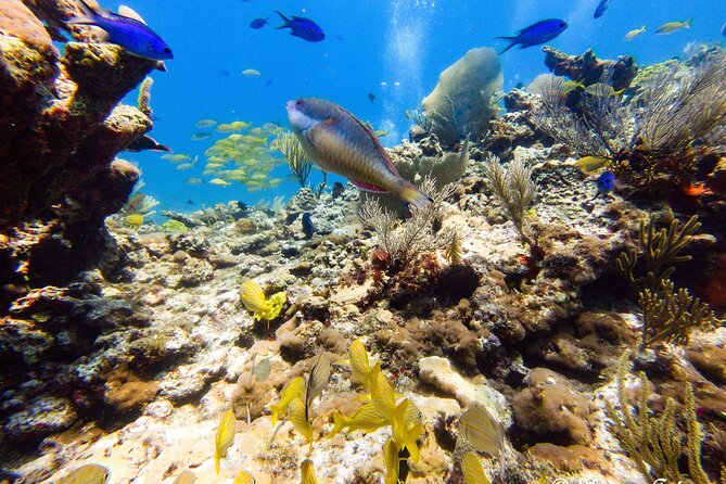 MUSA Museum and Colorful Reef 2 Tank Dive-Certified Divers - Price and what you actually receive