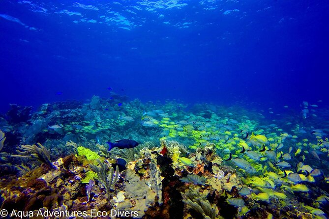 MUSA Museum and Colorful Reef 2 Tank Dive-Certified Divers - What the four-and-a-half-hour schedule feels like