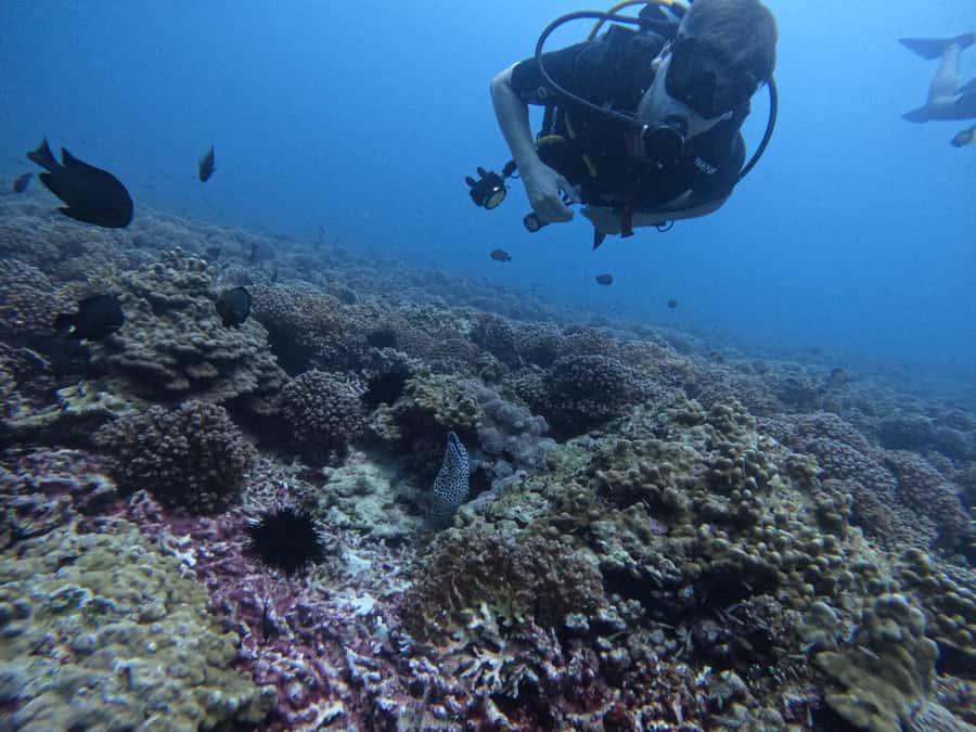 Muscat: Daymaniat Islands Scuba Diving for Beginners - What the four-hour Daymaniat trip is really like