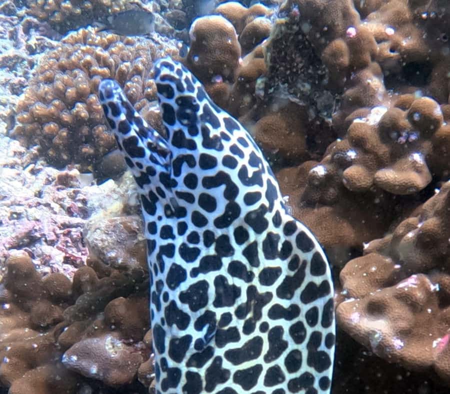 Muscat: Daymaniat Islands Try Scuba Diving - Why the small group helps