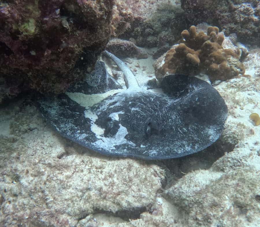 Muscat: Daymaniat Islands Try Scuba Diving - Food, drinks, and the spaces between sessions