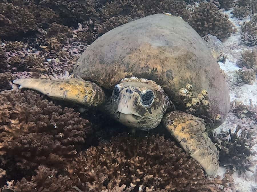 Muscat: Daymaniat Islands Try Scuba Diving - What the $217 price really covers