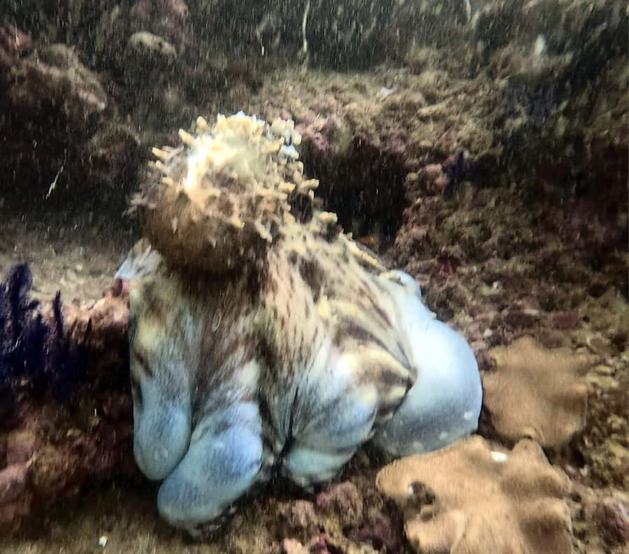 Muscat: Daymaniat Islands Try Scuba Diving - Who should book this trip