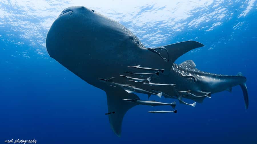 Muscat: Daymaniyat Island Scuba Dive 2 locations + BBQ Lunch - Starting at Al Mouj Marina with a useful check-in