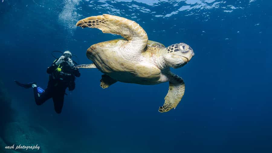 Muscat: Daymaniyat Island Scuba Dive 2 locations + BBQ Lunch - Two 1.5-hour sessions in the Daymaniyat reserve