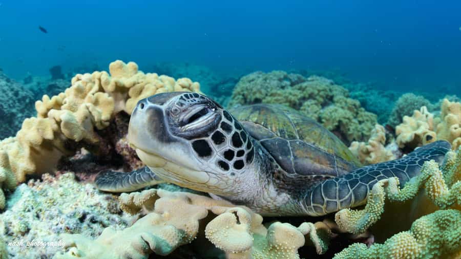 Muscat: Daymaniyat Island Scuba Dive 2 locations + BBQ Lunch - BBQ lunch during the surface break