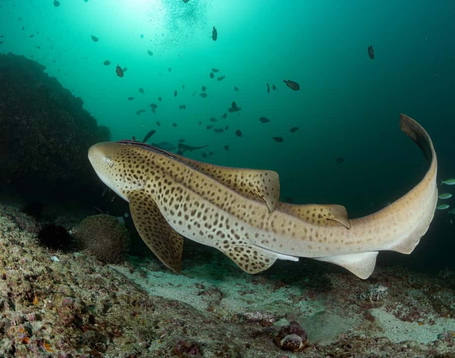 Muscat: Daymaniyat Island Scuba Dive 2 locations + BBQ Lunch - Is the $199 price good value?