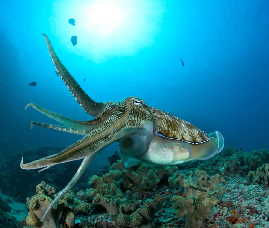 MUSCAT: Daymaniyat Island Snorkeling & Try-Dive + BBQ Lunch - Key points to know before booking