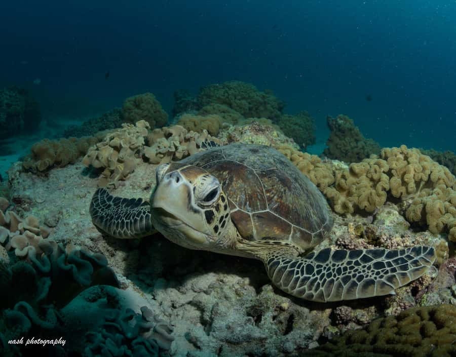 MUSCAT: Daymaniyat Island Snorkeling & Try-Dive + BBQ Lunch - What the 25-minute underwater session feels like