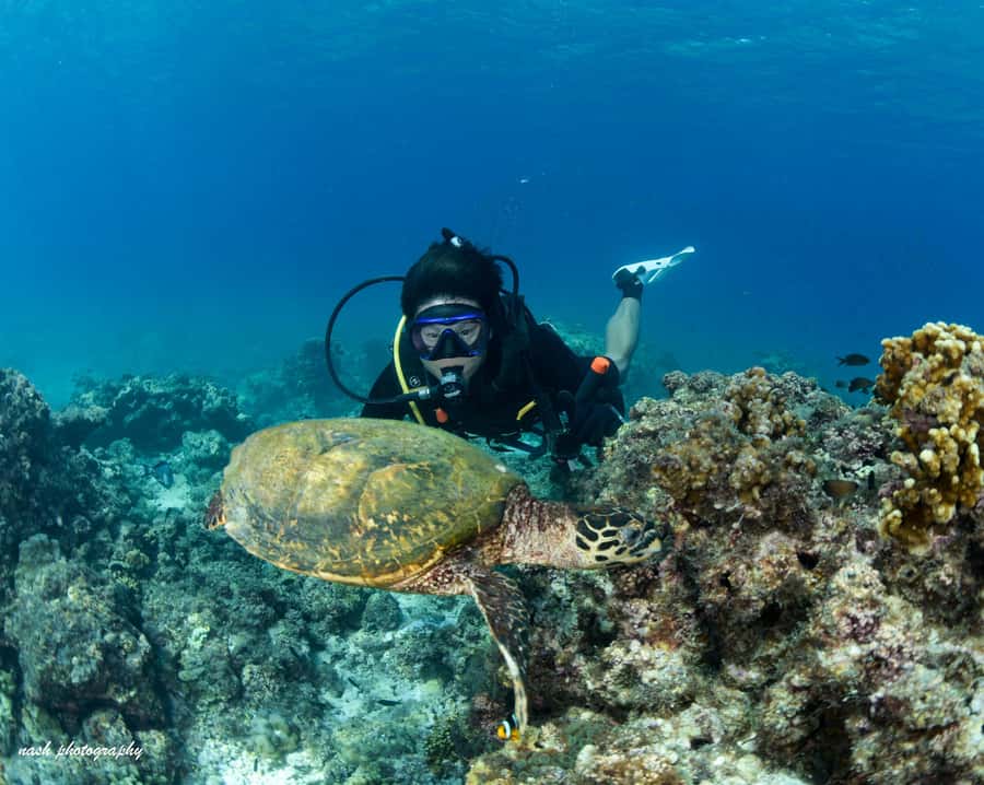MUSCAT: Daymaniyat Island Snorkeling & Try-Dive + BBQ Lunch - Starting at Al Mouj Marina at 8:00 am
