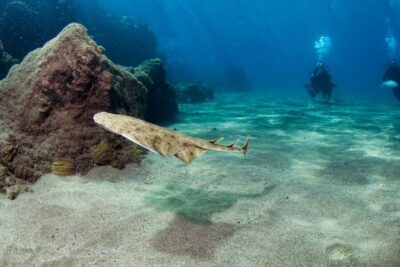 Museo Atlantico: Diving Class for Non-Certified Divers