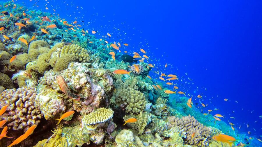 Naha, Okinawa: Kerama Islands Full-Day Intro-Diving Trip - The other stops are made for snorkeling