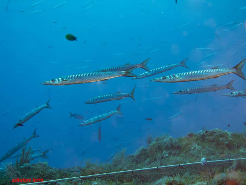 Napoli: Dive or Discover Scuba Diving in the Park of Baia - What the $53 price really covers