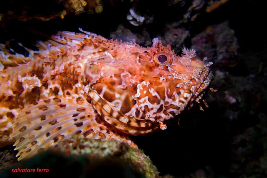 Napoli: Dive or Discover Scuba Diving in the Park of Baia - Timing, comfort, and practical limits