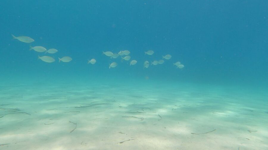 Naxos: Discover Scuba Diving on Agios Georgios Beach - Why the small-group format matters