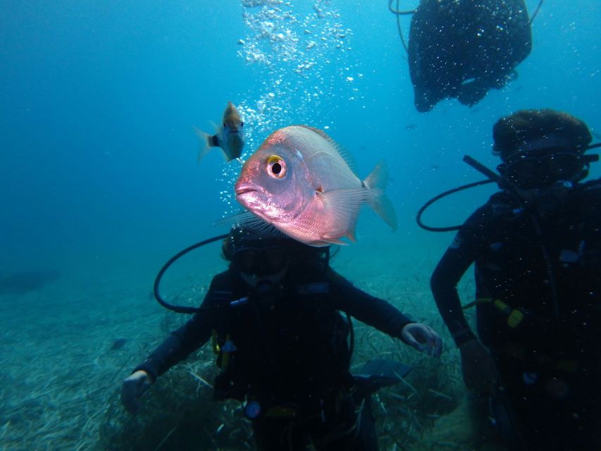 Naxos: Discover Scuba Diving - Your first experience diving - Meeting at Blue Fin Divers in Agios Prokopios