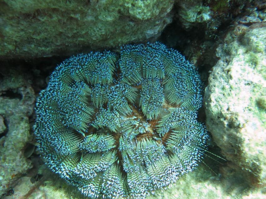 Nha Trang: Scuba Diving Experience for Non-Certified Divers - A 30-minute break with coffee, fruit, and tea