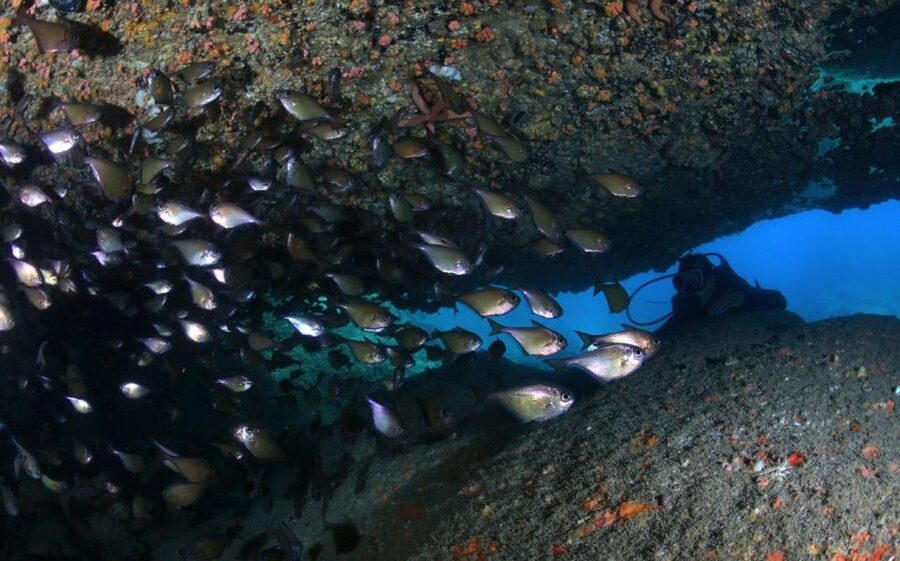 Nha Trang: Scuba Diving Experience for Non-Certified Divers - From Nha Trang pickup to the harbor