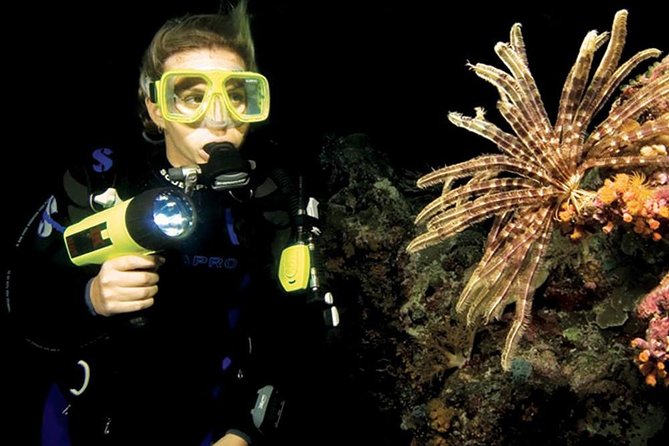 Night Shore Diving Mangel Halto Aruba for Certified Divers - Why a night outing at Mangel Halto feels different