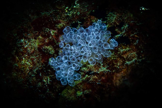 Night Shore Diving Mangel Halto Aruba for Certified Divers - What you may see with a torch