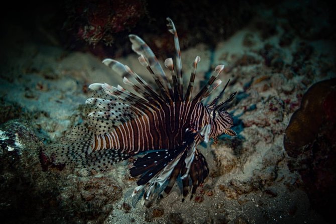 Night Shore Diving Mangel Halto Aruba for Certified Divers - Why the six-person limit matters