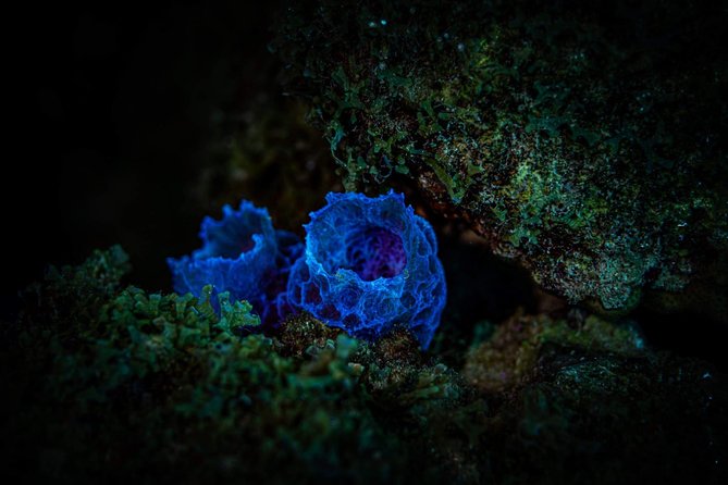 Night Shore Diving Mangel Halto Aruba for Certified Divers - Is $80 a fair price?