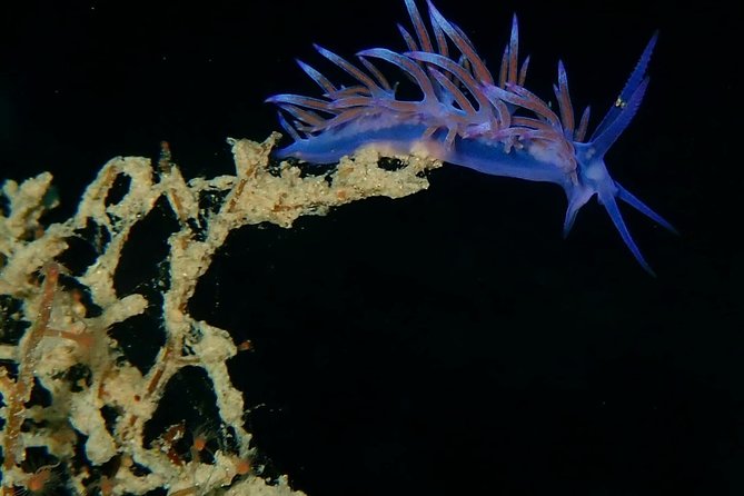 Nima Diving Center, Naxos, Greece - A gentle introduction at Agia Anna