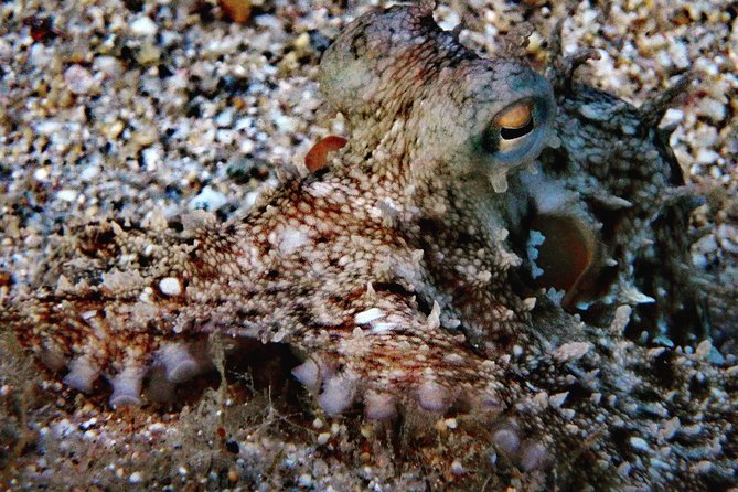 Nima Diving Center, Naxos, Greece - Do the PADI preparation before you arrive