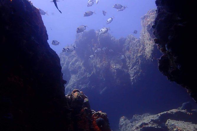 Nima Diving Center, Naxos, Greece - Fish, coral, and the luck of the sea