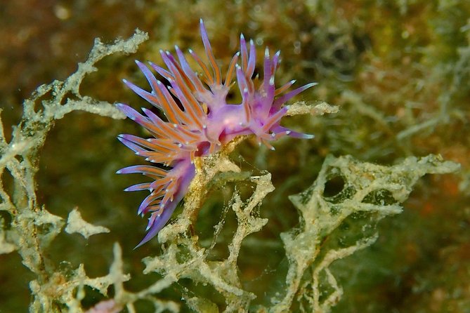 Nima Diving Center, Naxos, Greece - Who should book this Naxos activity