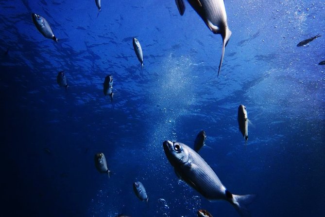 Nima Diving Center, Naxos, Greece - What happens during the two-hour session