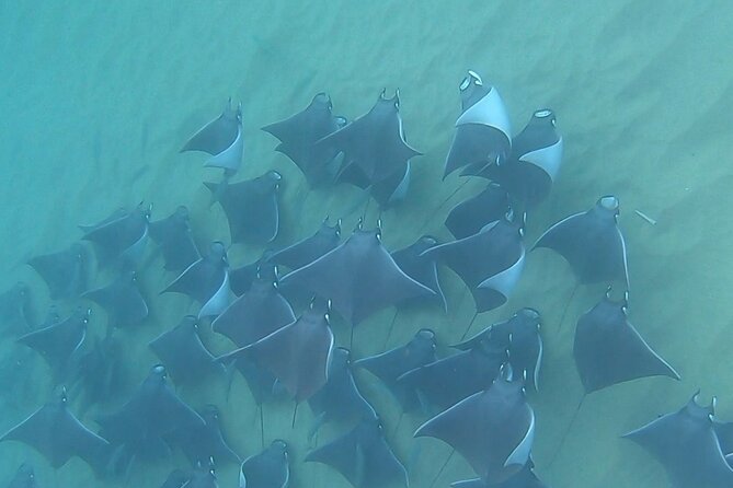 Non-Certified Diving Adventure in Cabo San Lucas - A first scuba session in Cabo, not a certification course