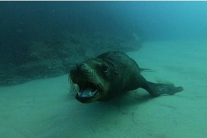 Non-Certified Diving Adventure in Cabo San Lucas - Equipment, wetsuit, drinks, and media are included