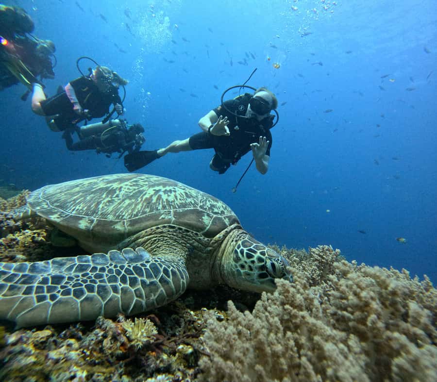 North of Mauritius: Scuba Diving Tour - Key points to know before booking