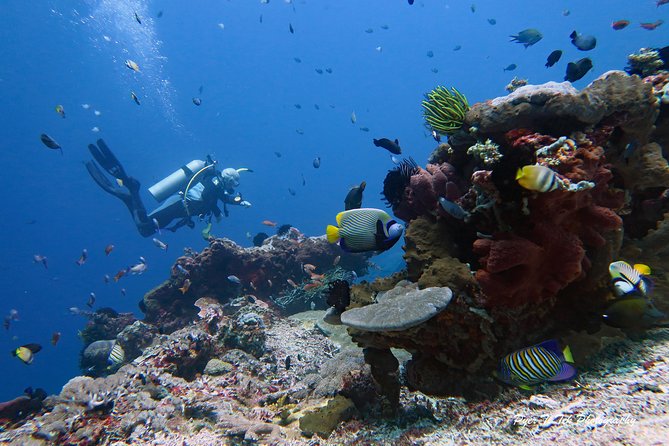 Nusa Penida Day Trip for 3 dives - Manta rays, mola-mola, and the smaller reef life