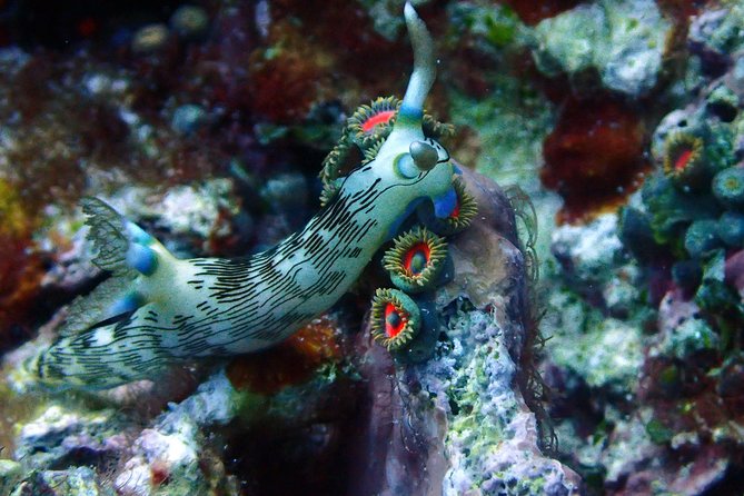 Nusa Penida Day Trip for 3 dives - Current, temperature, and safety rules