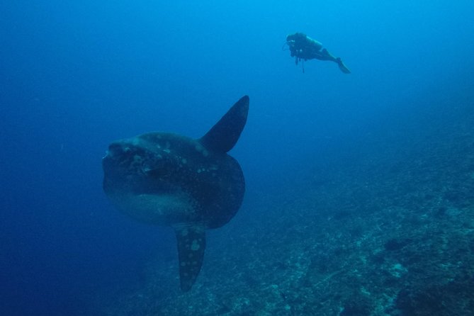 Nusa Penida Day Trip for 3 dives - Equipment, guides, and the feel of the operation