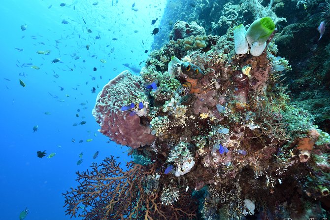 Nusa Penida Day Trip for 3 dives - Who should book this Nusa Penida trip