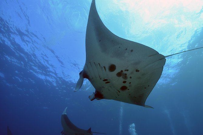 Nusa Penida Day Trip for 3 dives - Three sessions, one full day on the water