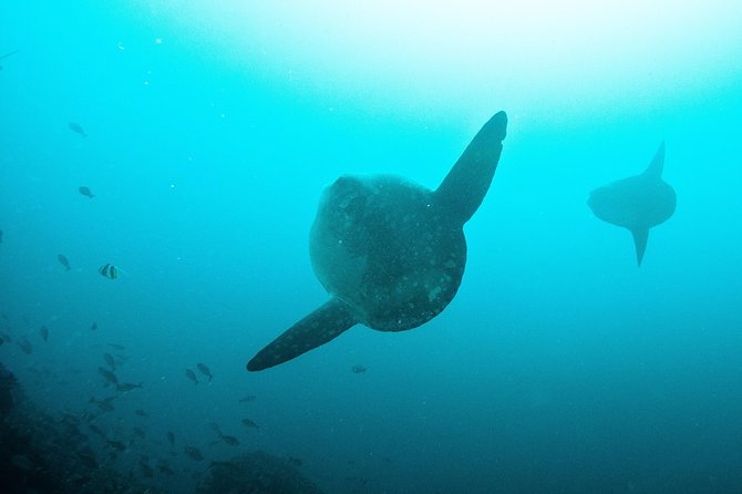 Nusa Penida Two Dives Trip for Certified Divers - Two underwater outings from Nusa Penida