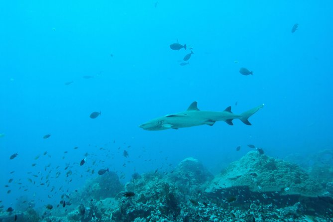 Nusa Penida Two Dives Trip for Certified Divers - What the included equipment means