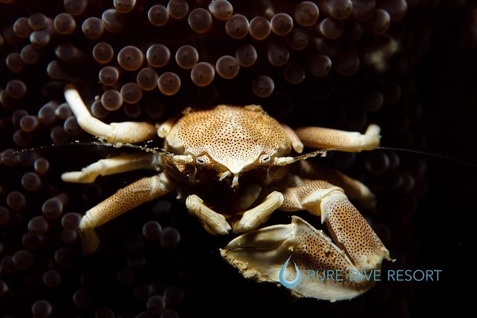 Nusa Penida Two Dives Trip for Certified Divers - Timing and the practical morning plan