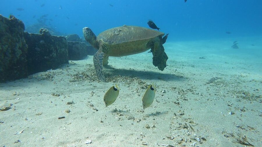Oahu: Beginner SCUBA Dive at Electric Beach - How this compares with a standard snorkeling outing