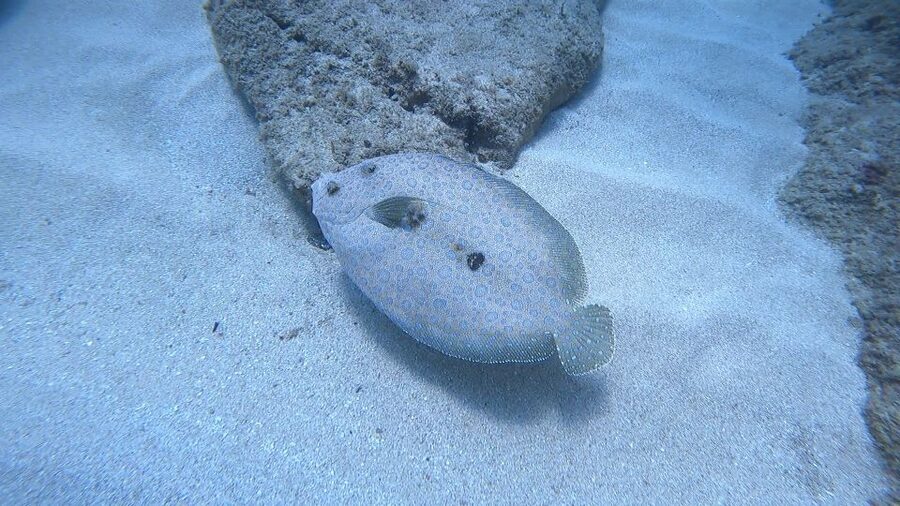 Oahu: Beginner SCUBA Dive at Electric Beach - About one hour among Electric Beach’s reef life