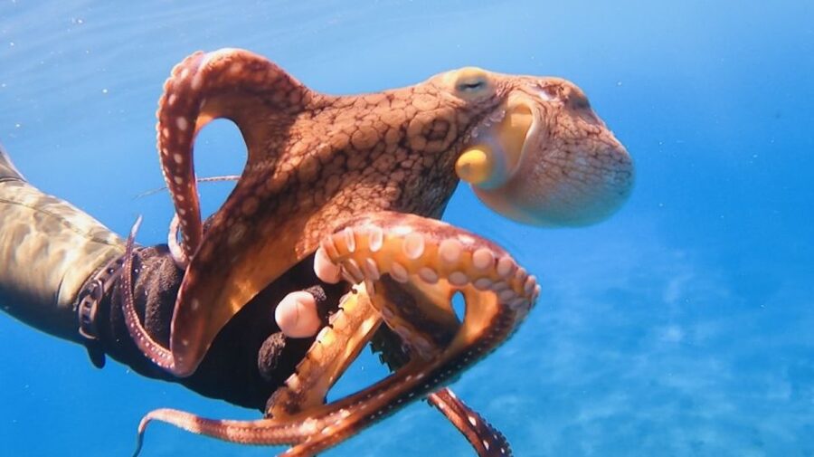 Oahu: Beginner SCUBA Dive at Electric Beach - Your first underwater photos are included